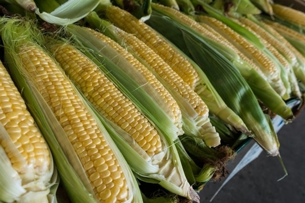 东方甄选回应下架玉米：为保证品质，不能超量生产